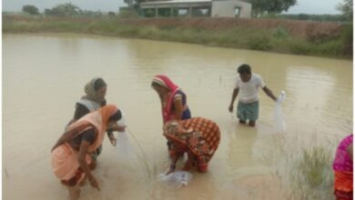 तिलई गौठान ने खोला महिलाओं की तरक्की का रास्ता