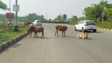 नया रायपुर में मवेशी बन रहे हादसों की वजह