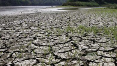 El Nino बढ़ा सकता है खेती की परेशानी, गंगा के मैदानी क्षेत्रों में 10-15 दिनों में थम सकती है वर्षा की गति