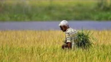 किसानों के लिए आई बड़ी ख़ुशख़बरी, मुख्यमंत्री खेत सुरक्षा योजना अब पूरे यूपी में लागू करेगी सरकार