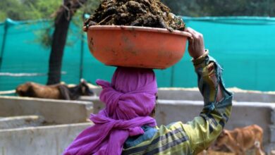 गोबर विक्रेताओं की संख्या में एक साल में 46 प्रतिशत की बढ़ोत्तरी