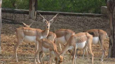 राज्य स्तरीय वन्य-प्राणी सप्ताह 1 से 7 अक्टूबर तक आयोजित होगा