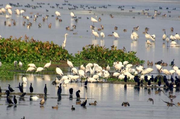 बिहार में इस वर्ष करीब 70,000 पक्षियों के आने की सूचना