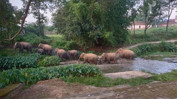 सरगुजा के घनी आबादी में पहुंचा 11 हाथियों का दल, फोटो खींचने में जुटे लोग