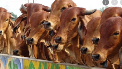 गौवंश भरण-पोषण के लिए 52 करोड़ जारी