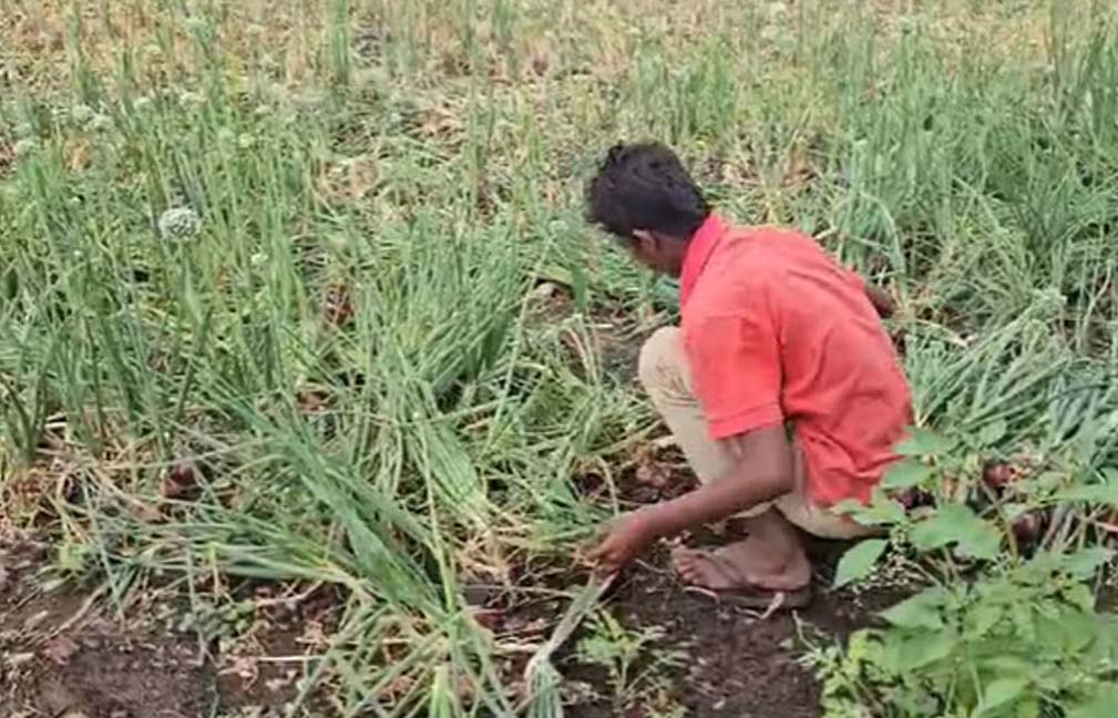 प्रदेश मावठे की बारिश से किसानों में कहीं खुशी कहीं गम