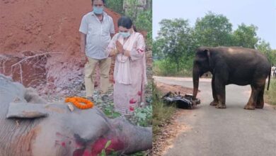 झारखंड में झूलते हाई वोल्टेज तार ले रहे हाथियों की जान, चाकुलिया में दो दिन में दो की मौत