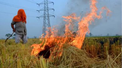 पंजाब और हरियाणा में इस वर्ष पराली जलाने के मामलों में गिरावट: पर्यावरण मंत्रालय