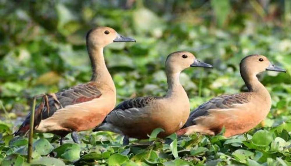 पहली बार हुआ बांधवगढ़ टाइगर रिजर्व में बर्ड सर्वे, उल्लू-गिद्ध समेत पक्षियों की 248 प्रजातियां मिलीं