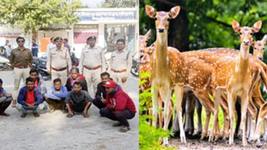 Gariaband: चीतल का शिकार करने वाले 10 आरोपी वन विभाग ने पकड़े, सभी को कोर्ट में किया पेश