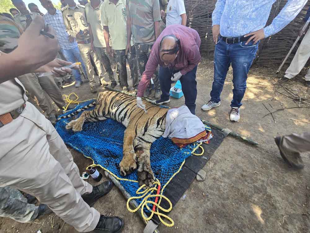 कान्हा से लगे गांव में शेर की दस्तक