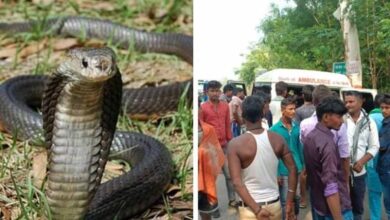 अंधविश्वास पड़ा भारी: साफ-सफाई कर रही छात्रा को सांप ने डसा, पांच घंटे तक परिजन कराते रहे झाड़फूंक; गई जान