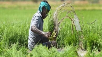 राजधानी के साइंस कालेज मैदान में आज किसान महासम्मेलन में डेढ़ लाख से अधिक किसान जुटेंगे