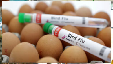 हेल्थ एक्सपर्ट्स की चिंता बढ़ी,  Bird Flu कोरोना से 100 गुना ज्यादा ताबाही मचा सकता है