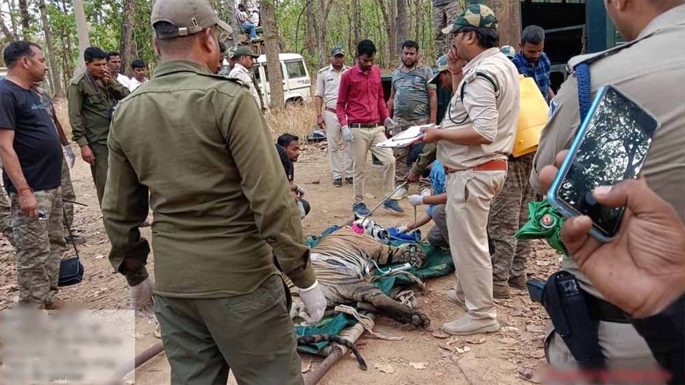 बोचरो गांव में आतंक फैलाने वाले बाघ को रेस्क्यू कर भेजा संजय गांधी टाइगर रिजर्व