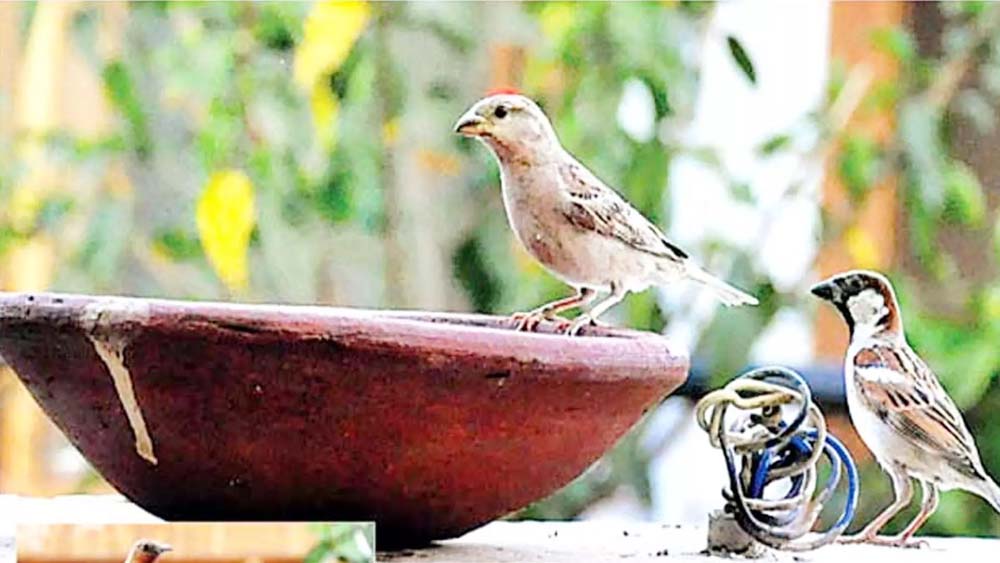 सामाजिक संस्था सहयोग कर रहा पशु-पक्षियों के लिए पात्र की व्यवस्था