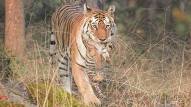 सिवनी जिले के पेंच टाइगर रिजर्व में मिला बाघिन का शव, कराई जा रही विस्तृत छानबीन