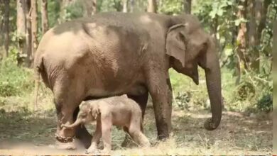 पन्ना टाइगर रिजर्व में हथिनी कृष्ण कली और मोहन कली ने जन्मे बच्चे, मां-बच्चा दोनों स्वस्थ