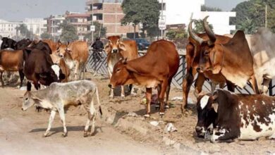 सरकार ला सकती है गौवंश अभ्यारण्य योजना, कार्ययोजना बनाने के निर्देश