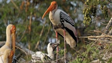 उत्तर प्रदेश में आज से शुरू होगी राज्य पक्षी सारस की गणना