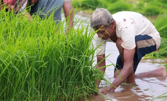 यूनियन कैबिनेट ने किसानों को दूसरी बड़ी सौगात देते हुए 14 खरीफ फसलों की MSPमें बढ़ोत्तरी का ऐलान