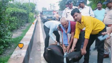 नगर की सड़को में आवारा घूमने वाले पशुओं के गले में बांधी जा रही है रेडियम की पट्टियां