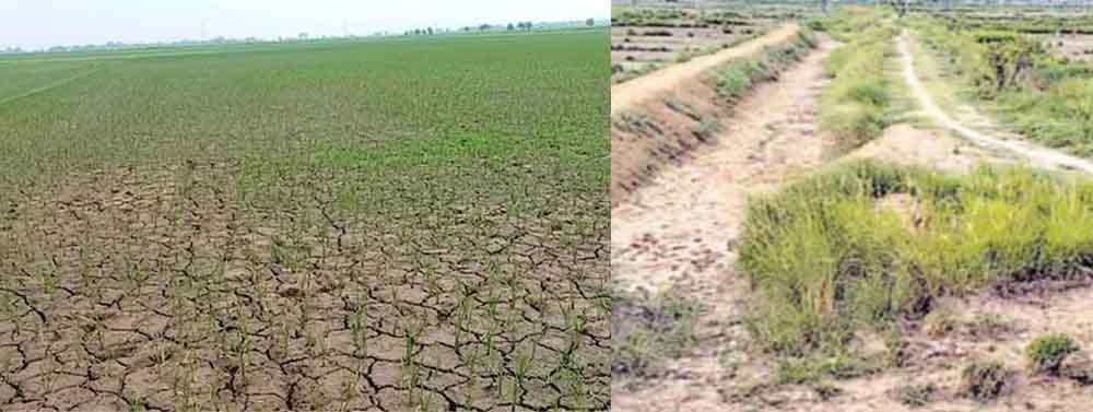 बिहार के पटना समेत आठ जिलों में आधी से भी कम बारिश, खेत सूखने से किसान परेशान