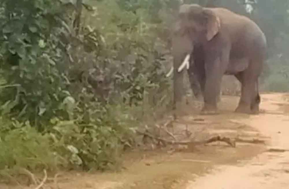 छत्तीसगढ़-रायगढ़ में ग्रामीण को हाथी ने कुचला, पूरे इलाके में दहशत