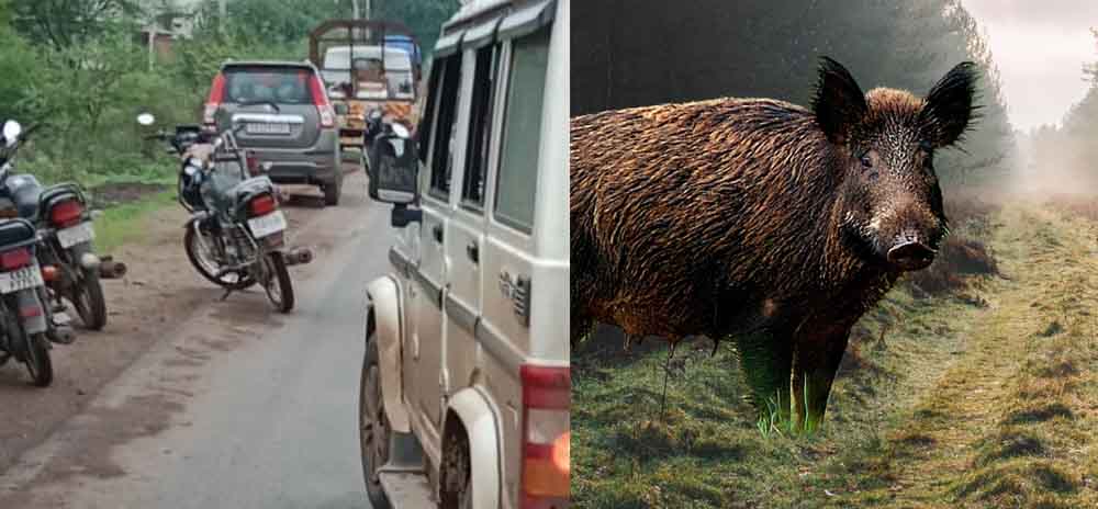 छत्तीसगढ़-भाटापारा में जंगली सूअर का हमला, बाइक सवार गंभीर घायल