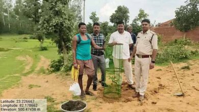 महुआ पेड़ो की घटती संख्या चिंता का विषय, डीएफओ ने चलाया महुआ बचाओ अभियान