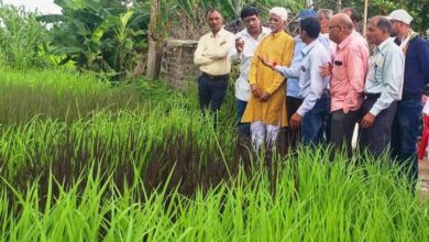 जैविक खेती से करें मिट्टी का श्रृंगार, फसल चक्रण से उत्पादन होगा भरमार