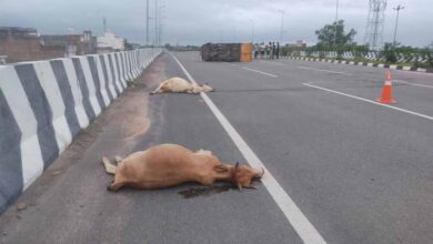 तेजरफ्तार पिकप ने गौमाताओं को कुचला पिकप पलटी पाँच गौमाताओं की मौत ड्राइवर घायल