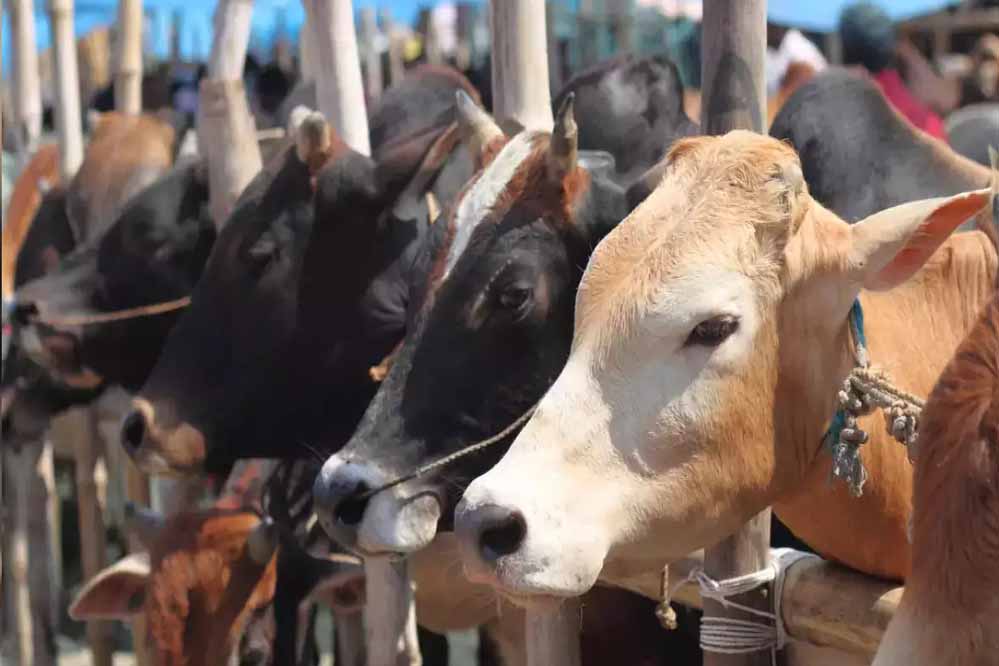 महाराष्ट्र सरकार का चुनाव से पहले बड़ा फैसला, गाय को दिया ‘राज्यमाता’ का दर्जा