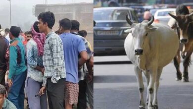 मवेशियों की समस्या से भड़के किसानो ने सड़क पर दिया धरना