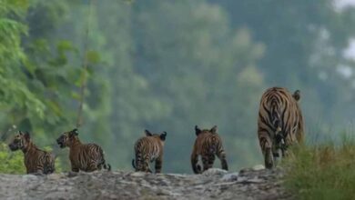 खुशखबरी पन्ना टाइगर रिजर्व में आए 4 नन्हे मेहमान, चार शावकों के साथ बाघिन पी-141 की तस्वीर आई सामने