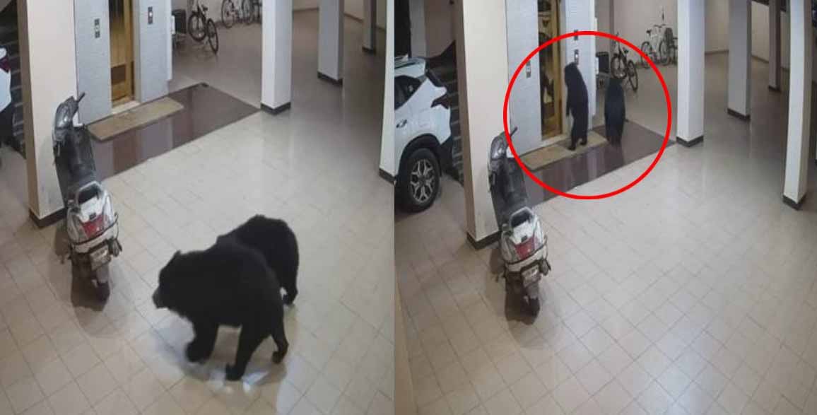 CCTV में कैद हुआ अपार्टमेंट में घुसा भालू, लिफ्ट खोलने की भी की कोशिश CCTV में कैद हुआ अपार्टमेंट में घुसा भालू, लिफ्ट खोलने की भी की कोशिश