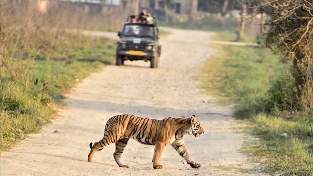मध्यप्रदेश के 6 नेशनल पार्क आज से खुले, 3 महीने से बंद थे कोर इलाके, घूमने पहुंचे टूरिस्ट; ऐसे करें ऑनलाइन बुकिंग मध्यप्रदेश के 6 नेशनल पार्क आज से खुले, 3 महीने से बंद थे कोर इलाके, घूमने पहुंचे टूरिस्ट; ऐसे करें ऑनलाइन बुकिंग
