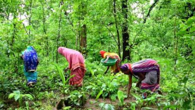 तीन लाख से अधिक वन अधिकार दावे मान्य