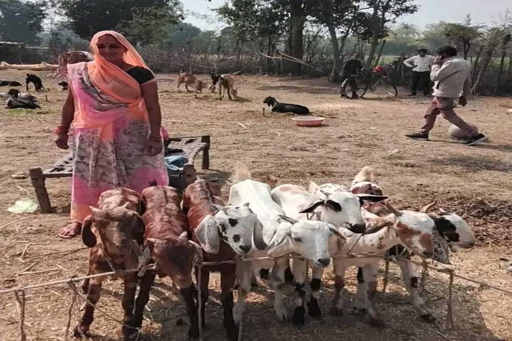 संकल्प, सफलता और परम्परा से आधुनिकता की ओर, उन्नत बकरी पालन एक नई शुरूआत संकल्प, सफलता और परम्परा से आधुनिकता की ओर, उन्नत बकरी पालन एक नई शुरूआत