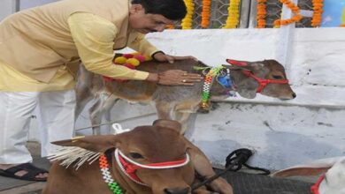 मुख्यमंत्री डॉ. यादव ने की गोवर्धन पूजा की तैयारी