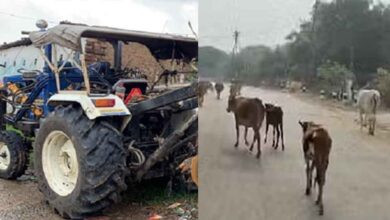 छत्तीसगढ़-बिलासपुर में मृत गोवंश को ट्रैक्टर के पीछे बांधकर घसीटा, इंसानियत हुई शर्मसार