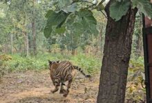 तमोर पिंगला टायगर रिजर्व में कसडोल नगर के पारस नगर सेक्टर से रेस्क्यू किए गए बाघ की गूंजेगी दहाड़