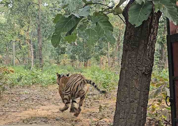 तमोर पिंगला टायगर रिजर्व में कसडोल नगर के पारस नगर सेक्टर से रेस्क्यू किए गए बाघ की गूंजेगी दहाड़