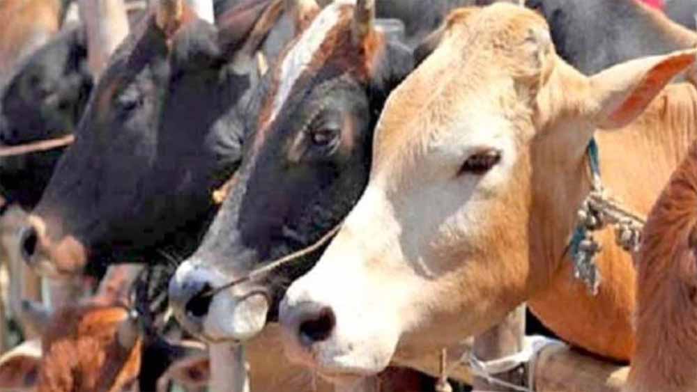 तीन थानों की पुलिस ने आजाद नगर क्षेत्र स्थित एक कसाई खाने में छापा मार कर 400 किलो गोवंश का मांस जब्त किया तीन थानों की पुलिस ने आजाद नगर क्षेत्र स्थित एक कसाई खाने में छापा मार कर 400 किलो गोवंश का मांस जब्त किया