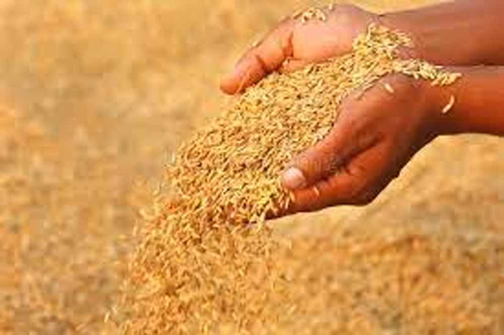 धान का न्यूनतम समर्थन मूल्य 2300 और बाजरा का 2625 रुपये प्रति क्विंटल धान का न्यूनतम समर्थन मूल्य 2300 और बाजरा का 2625 रुपये प्रति क्विंटल