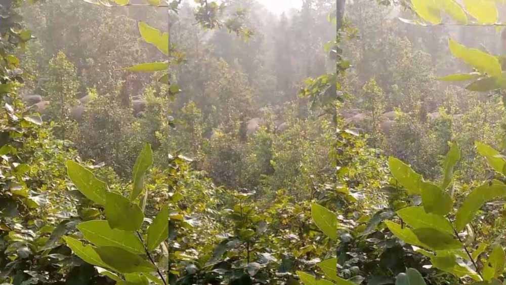 छत्तीसगढ़ के सरगुजा में 35 हाथियों का दल फिर से ग्रामीण इलाके में पंहुचा, रात भर जागने पर लोग मजबूर छत्तीसगढ़ के सरगुजा में 35 हाथियों का दल फिर से ग्रामीण इलाके में पंहुचा, रात भर जागने पर लोग मजबूर