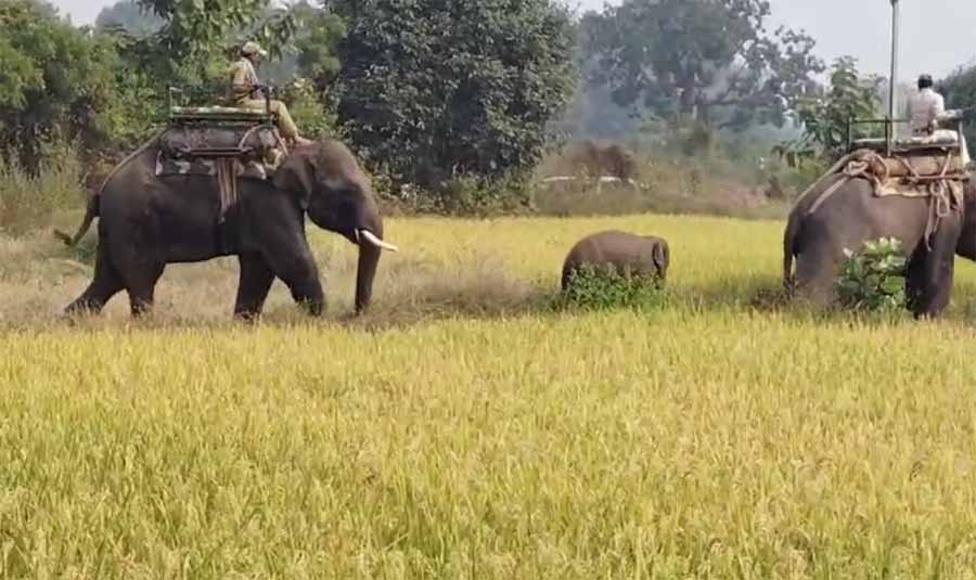 दो दिन से भटक रहे हाथी के बच्चे का आज किया गया रेस्क्यू , चार हाथियों के दल और 100 वनकर्मियों की मदद से हुआ सफल ऑपरेशन दो दिन से भटक रहे हाथी के बच्चे का आज किया गया रेस्क्यू , चार हाथियों के दल और 100 वनकर्मियों की मदद से हुआ सफल ऑपरेशन