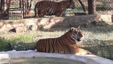 मध्य प्रदेश सरकार ने राष्ट्रीय वन विहार उद्यान Zoo और पार्कों में घूमना हुआ महंगा, प्रवेश शुल्क में हुई वृद्धि