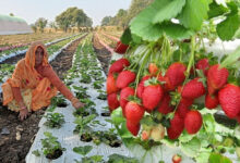 स्ट्रॉबेरी की खेती से जनजातीय किसानों के जीवन में आई मिठास