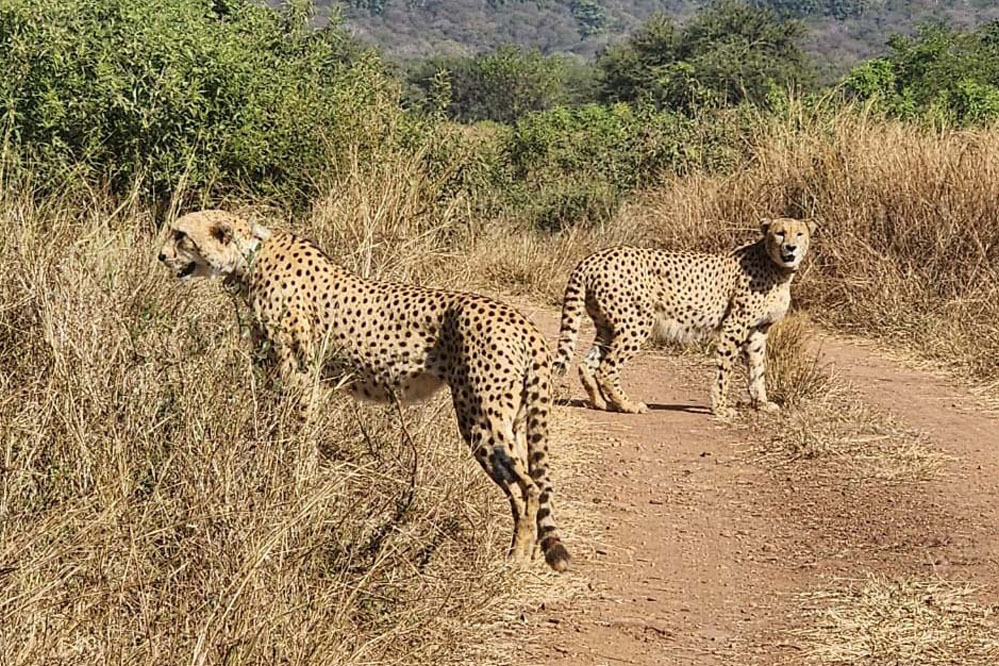 मुख्यमंत्री डॉ. यादव ने चीता दिवस पर प्रदेशवासियों को दी बधाई